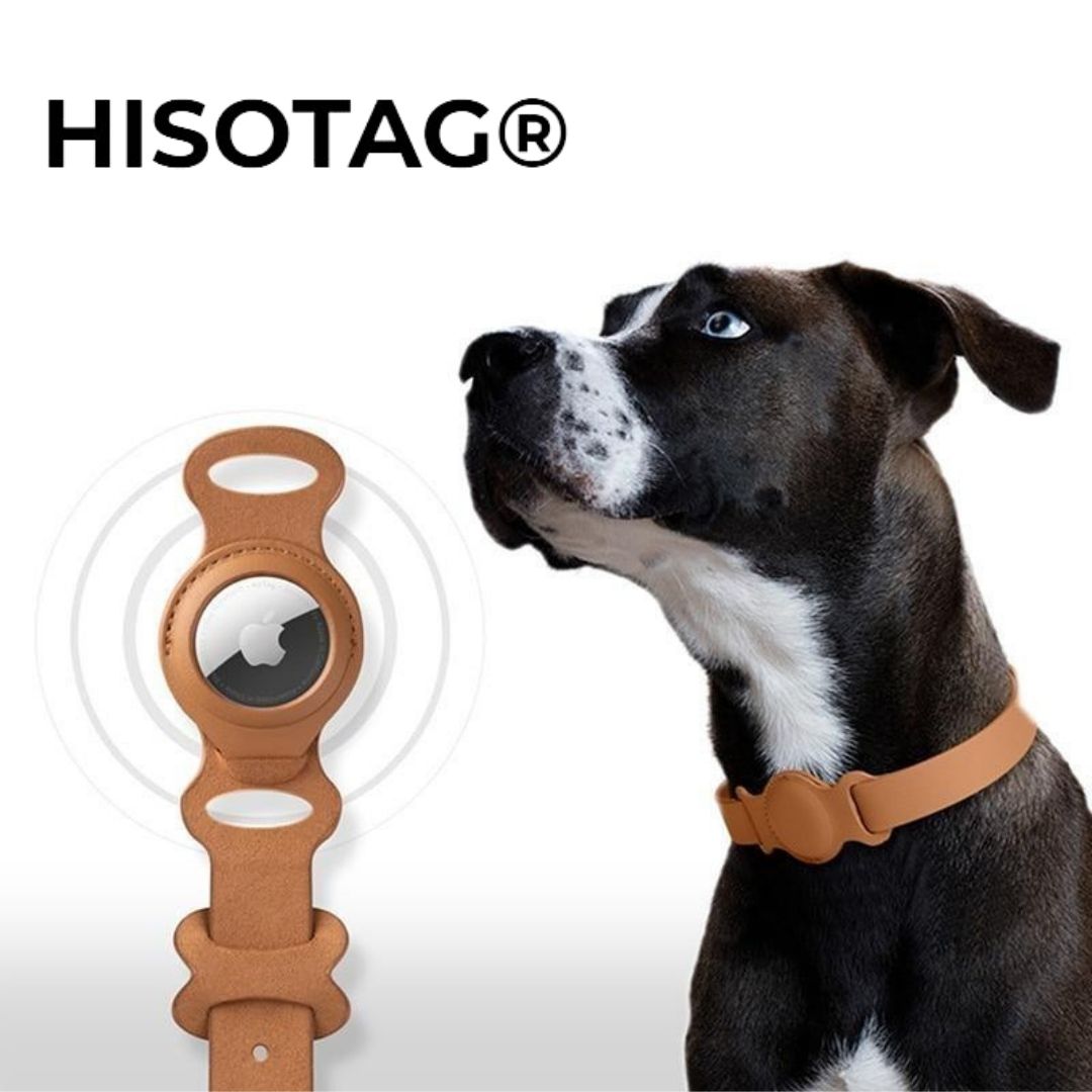 dog wearing hisotag pet collar